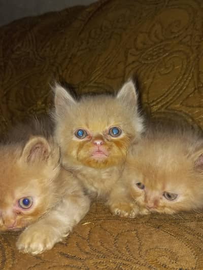 ADORABLE FLUFFY KITTENS FOR SALE