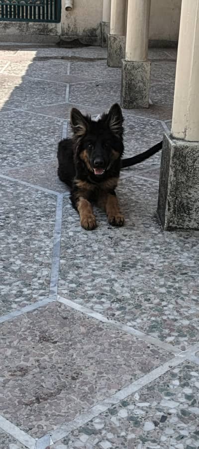 German shepherd female
