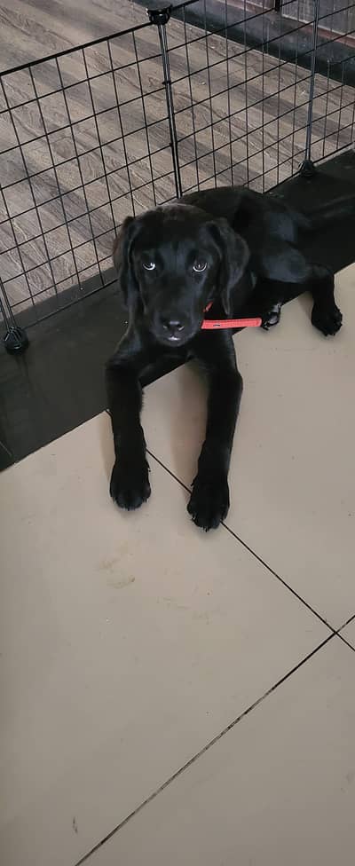 Pure Labrador Puppy for Sale – 3 Months Old