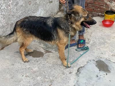 Pregnant female German shapherd dog  num +92 318 7683496 name Ali