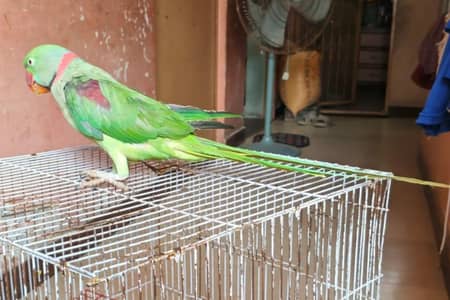 RAW parrot