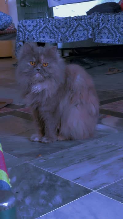 Playful & Friendly Persian Cat
