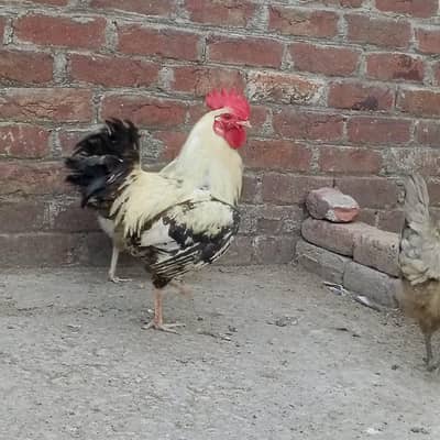golden misri adult pair . full healthy and active . 03211133458