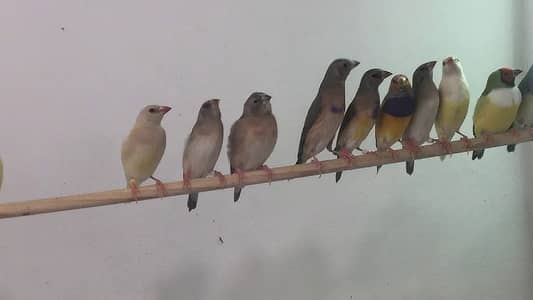 Gouldian Finch Chicks