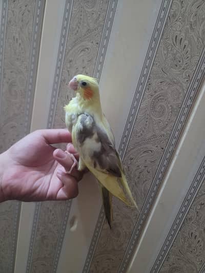 Cocktail fully Hand Tamed