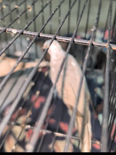 Brilliant peid and Silver pied dove breeder pair for Sale