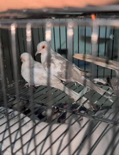 Brilliant peid and Silver pied dove breeder pair for Sale