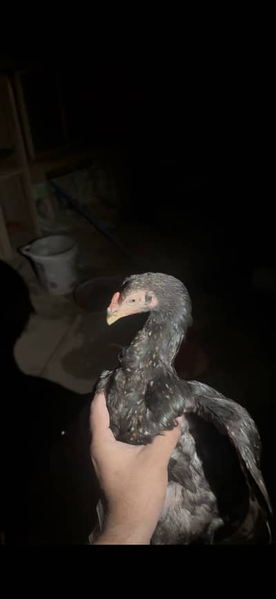 Aseel Patha and Chicks