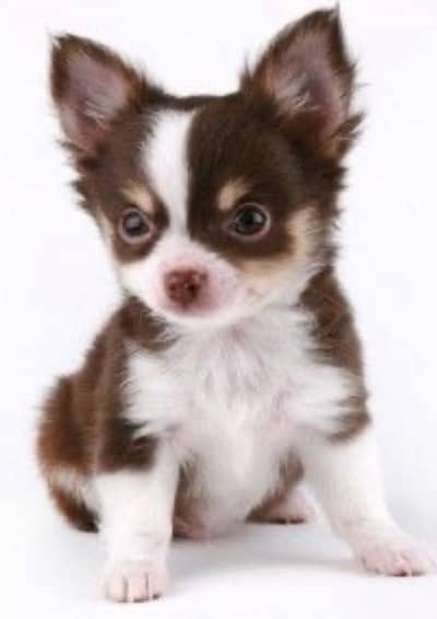 Chihuahua puppy for sale