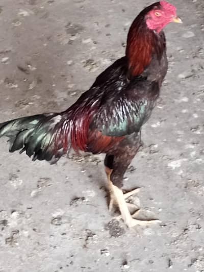 for sale cargo all Pakistan