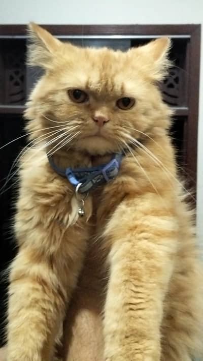 triple coat Persian brown