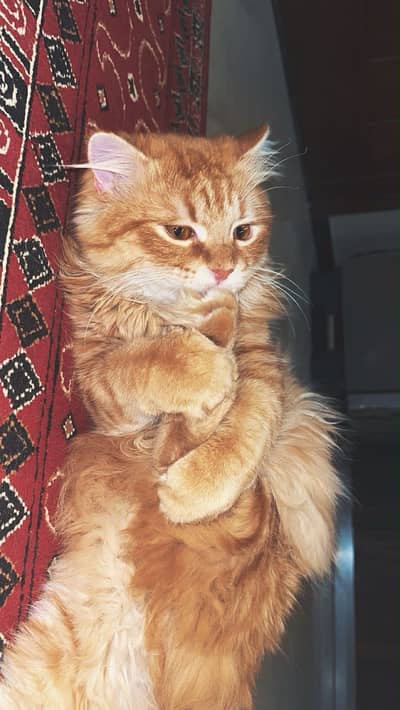 Persian Male Cat