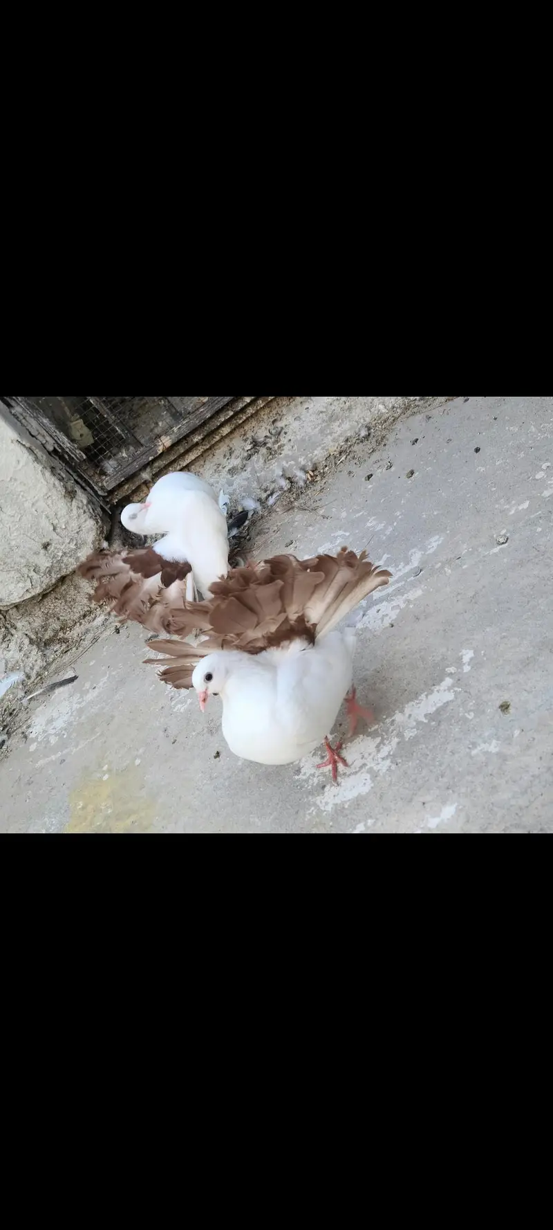 brown tail — photo 3