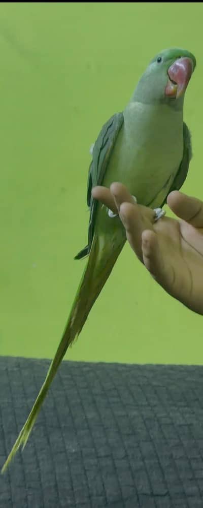 green parrot