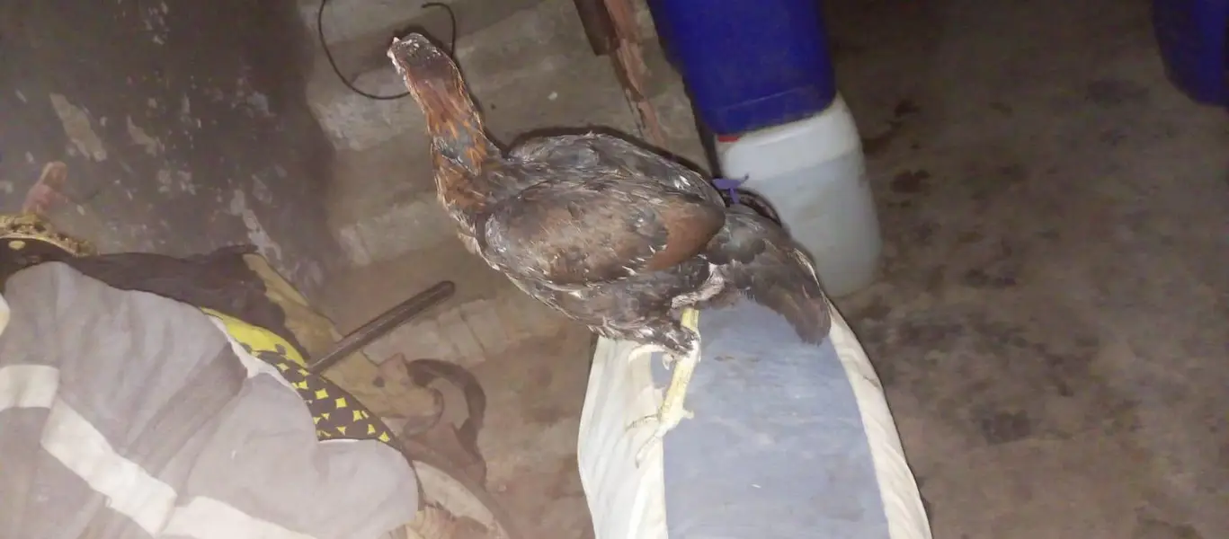 Aseel murgi or bacha — photo 5