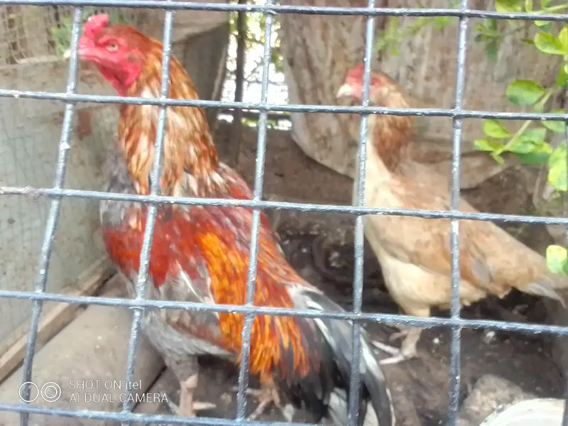 *Fertile Eggs* Mianwali Aseel/Heera/Java/ Susex  Aseel mutation