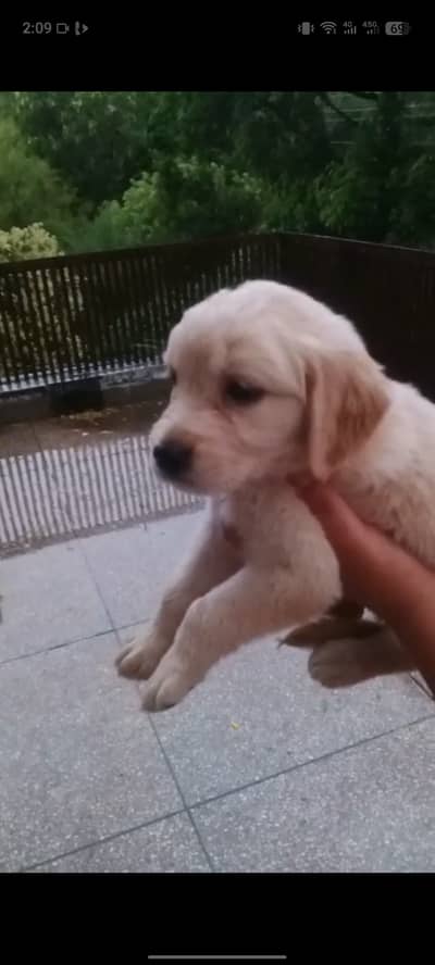 Labrador retriever