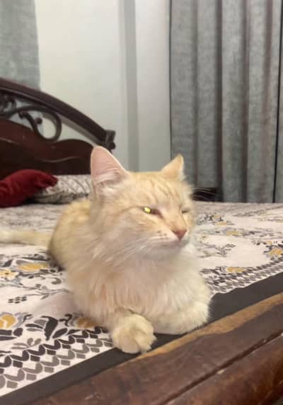 Persian cat