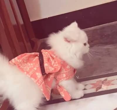 Lessa kitten for sale
