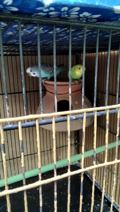 budgie parrot sell