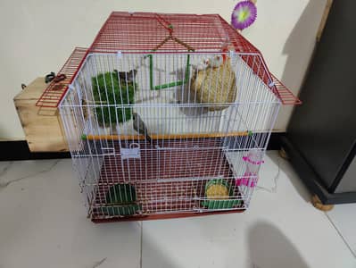 finches