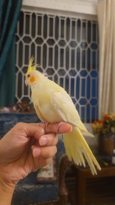 hand tamed red eyes cockatiel
