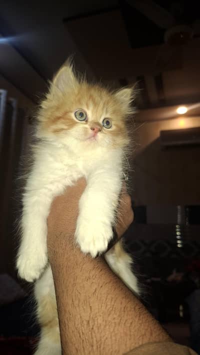 Persian Cat