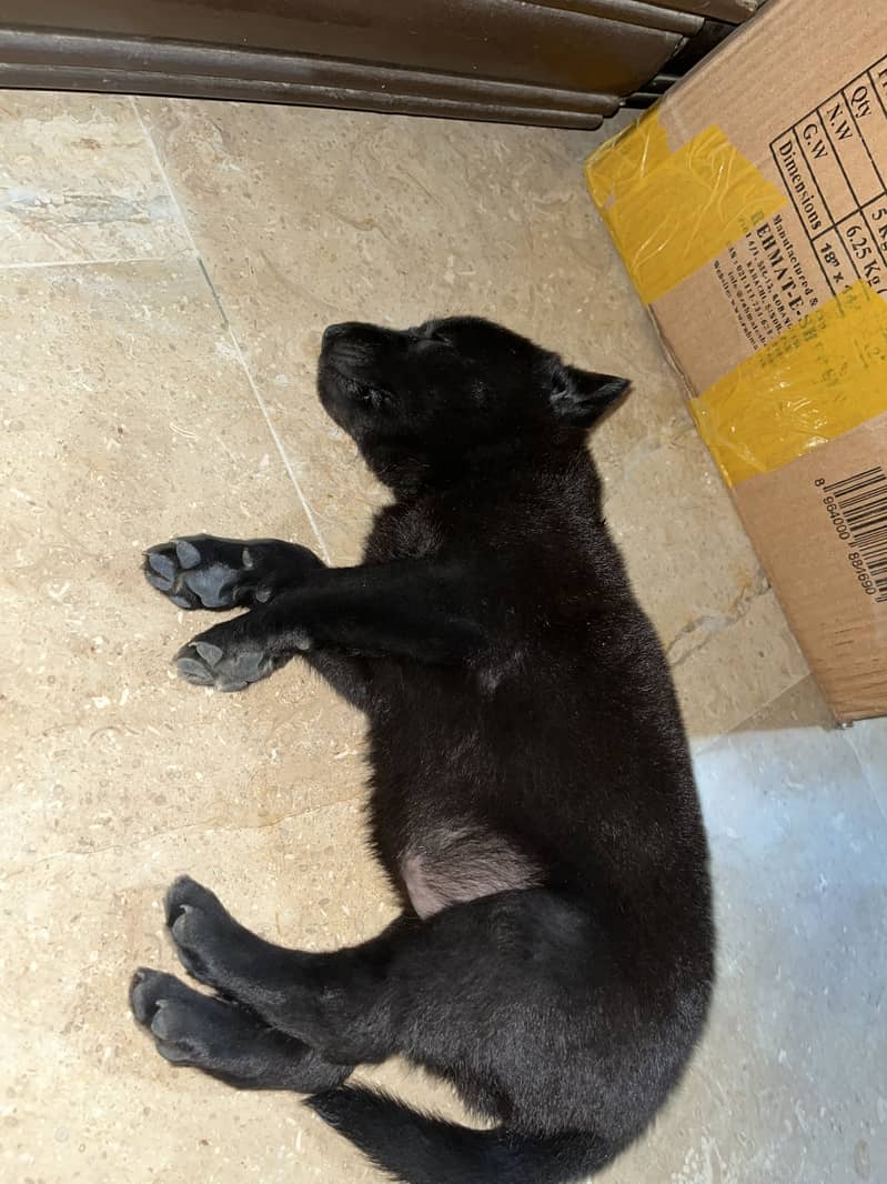 German Shepherd 0