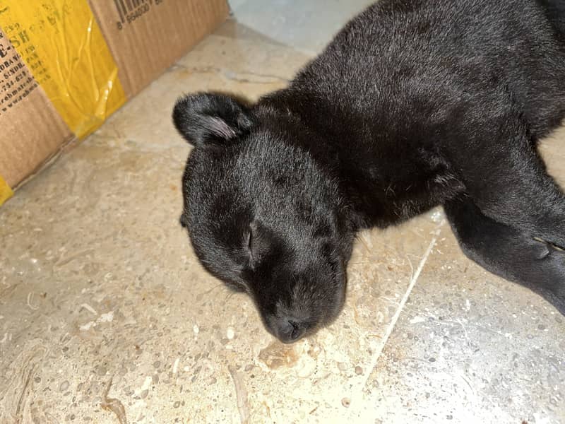 German Shepherd 2
