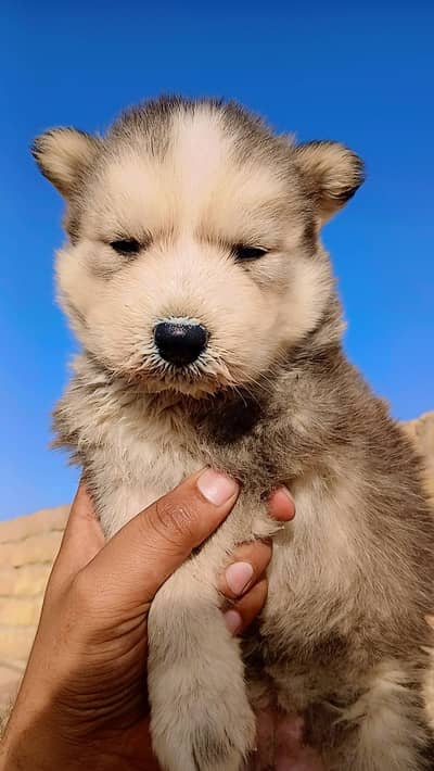 Beautifull siberian  husky  puppy  1   monty  old