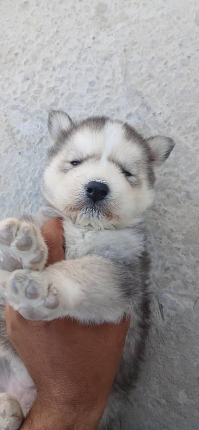 Husky Puppy | Husky | Wolly coat Female  | Dog Puppies sale