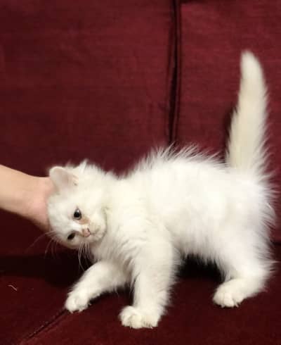 White Persian Kitten Very Friendly