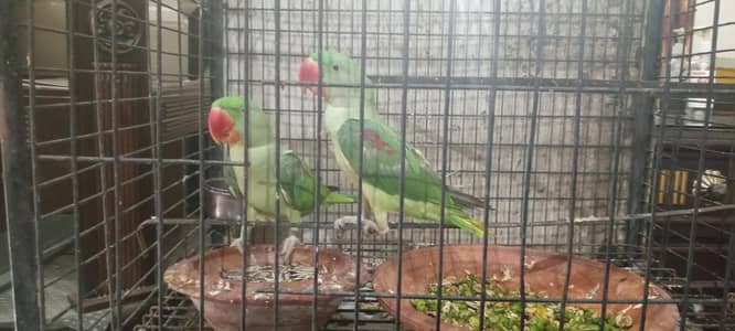 Raw pair for sale