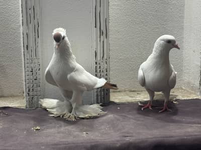 Swellow /pourter/maina /frill back