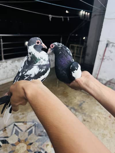 Maina breeder pair