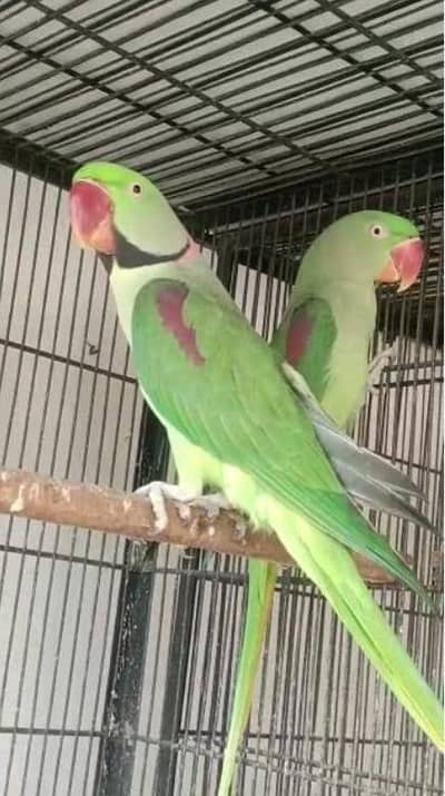 Kashmiri Raw Home breed pair breeding Pair % confirm  full size