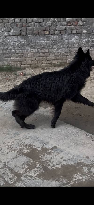 BLACK SHEPHARD MALE ONLY FOR STUD SERVICE