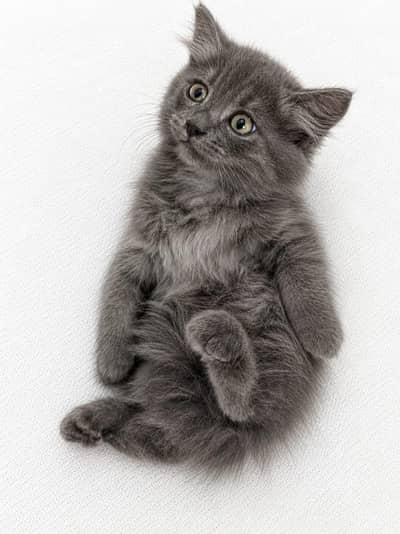Persian Gray Kittens