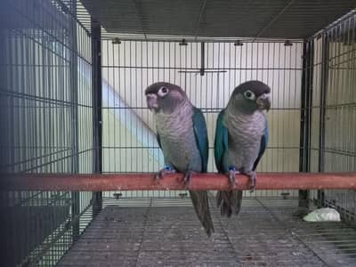 Blue turquoise bf-bc conure pair available /parrots