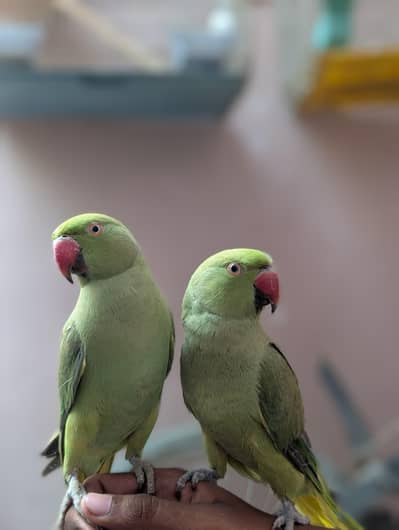 pair sell green parret hand tam