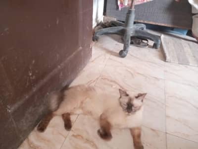 Persian cat