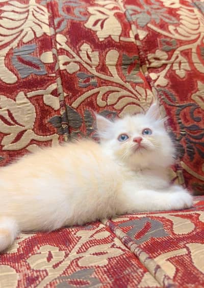 Fawn playful Kitten