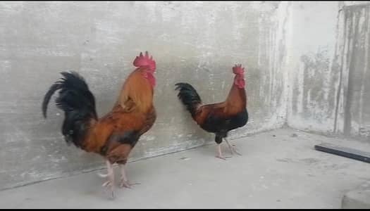 For sale Misri roosters