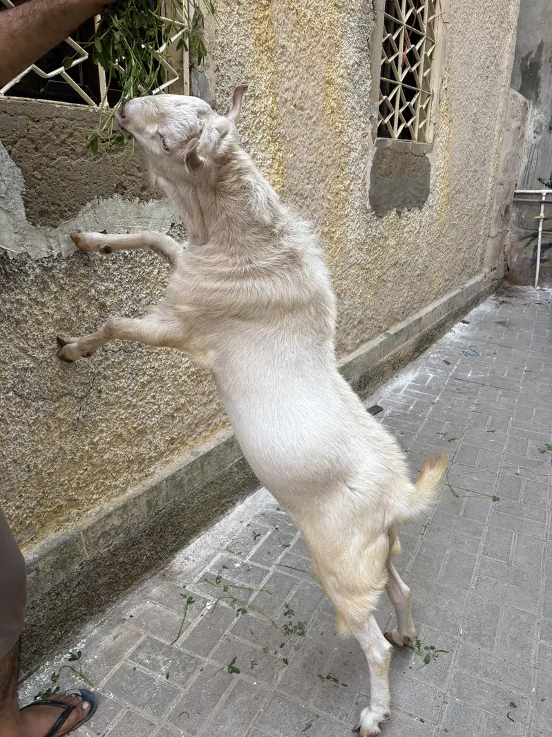 pure teddy Bakra