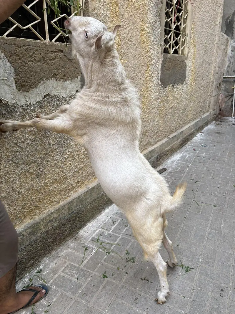 pure teddy Bakra — photo 2