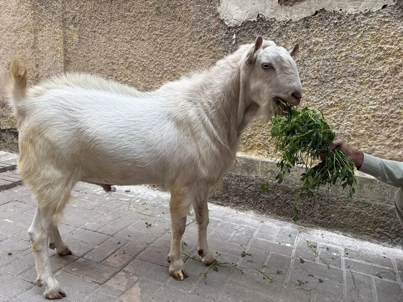 pure teddy Bakra — photo 3