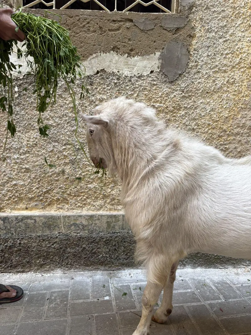pure teddy Bakra — photo 4
