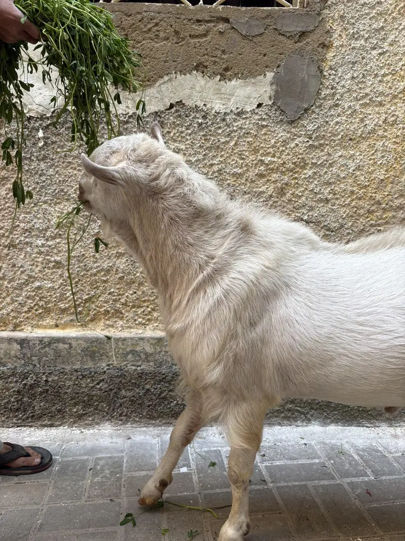 pure teddy Bakra — photo 5