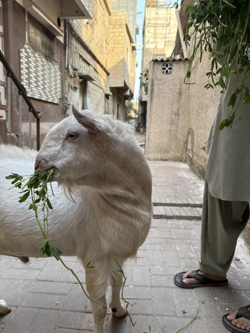 pure teddy Bakra — photo 6