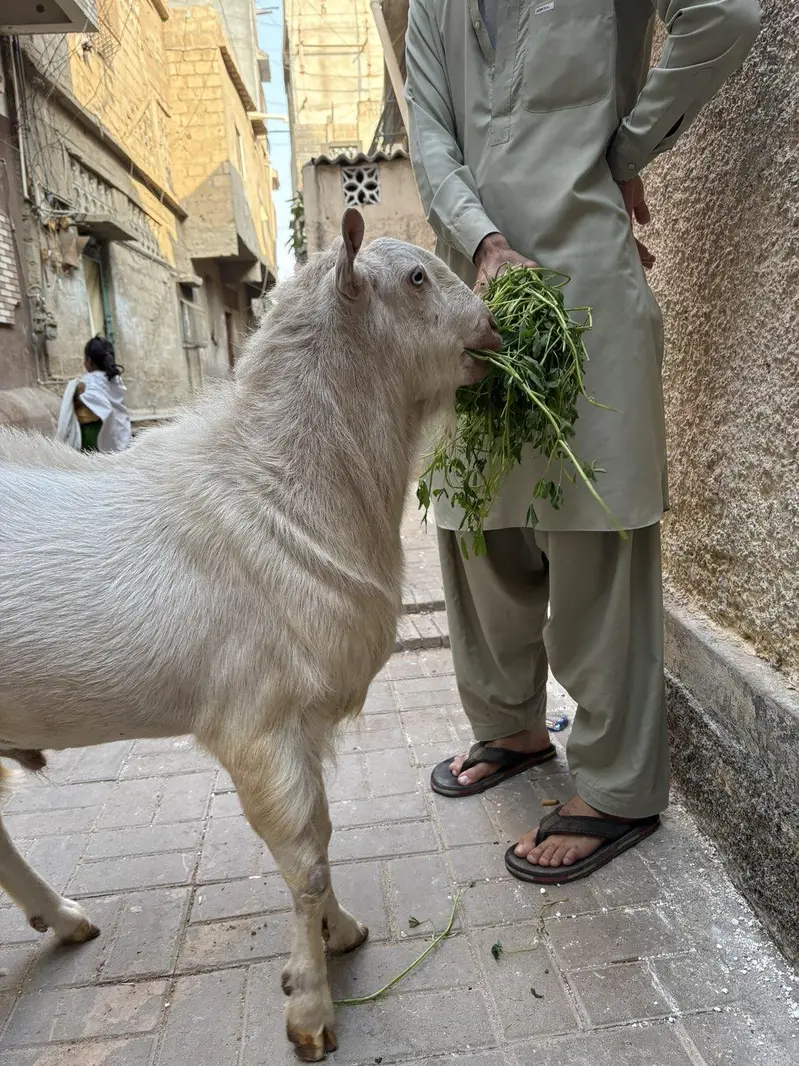 pure teddy Bakra — photo 7